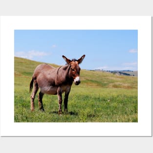 Donkey Photo Posters and Art